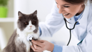Clinica-Felina-Vigo