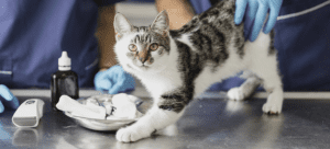 Clinica-Felina-Vigo