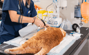Clinica-Felina-Vigo